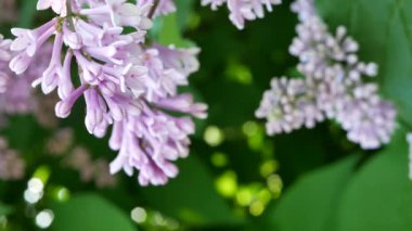Bahar manzarası - batan güneşin ışınlarında açan leylaklar.
