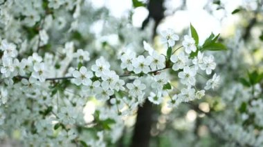Bahar bahçesinde çiçek açan kiraz. Bahar manzarası - Sakura çiçek açtı.