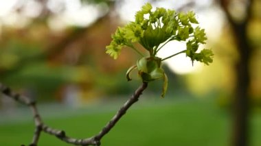 Batan güneşin altında çiçek açan akçaağaç. Bahar manzarası - bir bahar akşamı bir şehir parkının arka planında bir akçaağaç.