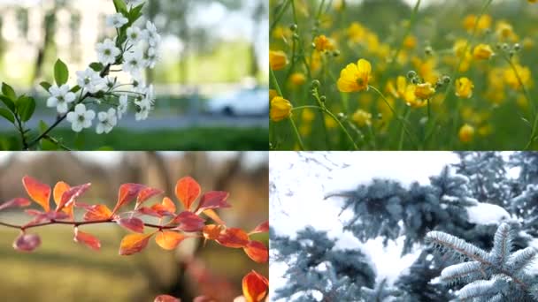 Temporadas Collage Con Imagen Naturaleza Diferentes Épocas Del Año Hermoso — Vídeo de stock