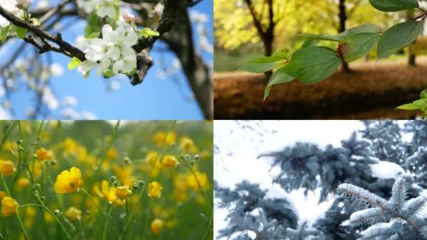 Seizoenen Collage Met Het Beeld Van Natuur Verschillende Tijdstippen Van — Stockvideo