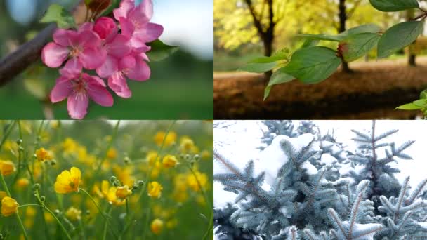 Jahreszeiten Collage Mit Dem Bild Der Natur Verschiedenen Jahreszeiten Eine — Stockvideo