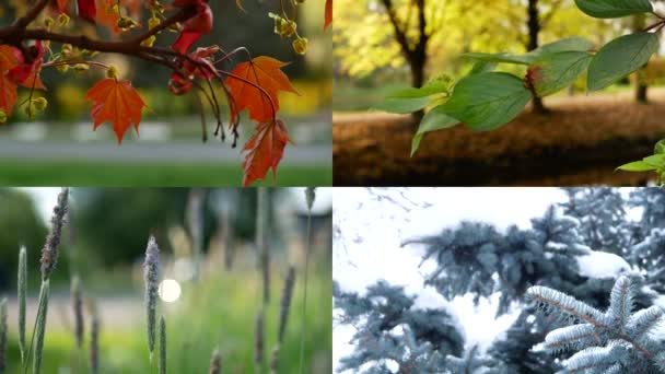 Temporadas Collage Con Imagen Naturaleza Diferentes Épocas Del Año Hermoso — Vídeo de stock