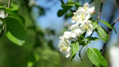 Baharın başında çiçek açan elma ağacı. Ağaçlarda beyaz ve pembe çiçekler olan elma bahçesi..