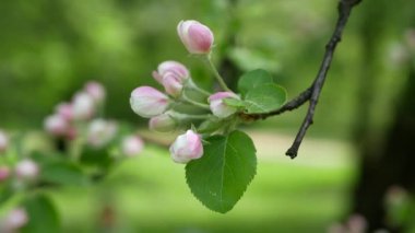 Baharın başında çiçek açan elma ağacı. Ağaçlarda beyaz ve pembe çiçekler olan elma bahçesi..