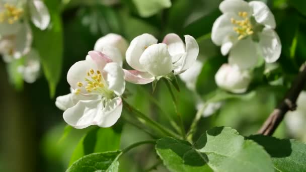 Macieira Florescendo Início Primavera Pomar Maçã Com Flores Brancas Rosa — Vídeo de Stock