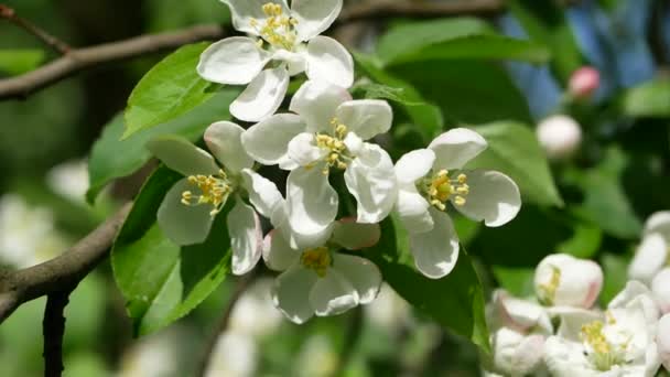 Blühender Apfelbaum Zeitigen Frühling Apfelgarten Mit Weißen Und Rosa Blüten — Stockvideo