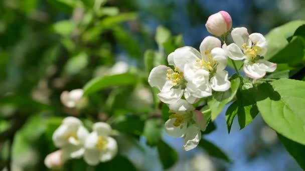 Macieira Florescendo Início Primavera Pomar Maçã Com Flores Brancas Rosa — Vídeo de Stock