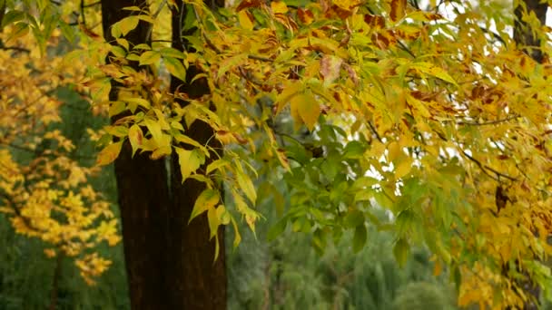 葉の秋 秋の森の中で晴れた日 黄金の秋 木々の上のカラフルな葉 秋の間の色と光の万華鏡 — ストック動画