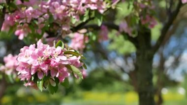 Baharın başında çiçek açan elma ağacı. Ağaçlarda beyaz ve pembe çiçekler olan elma bahçesi..