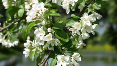 Baharın başında çiçek açan elma ağacı. Ağaçlarda beyaz ve pembe çiçekler olan elma bahçesi..