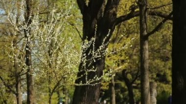 Güzel çiçekli küçük ağaç