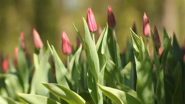 Våren tulpaner blommor i grönt gräs — Stockvideo