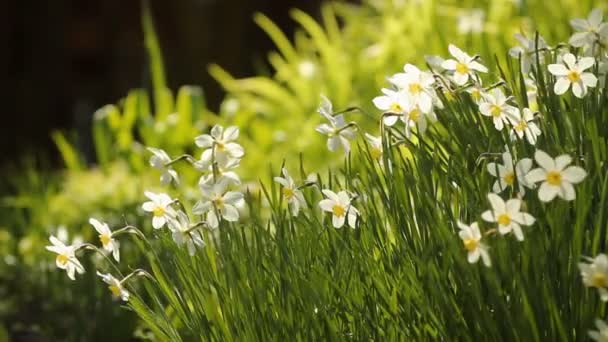 Narcissus vårblommor i grönt gräs — Stockvideo