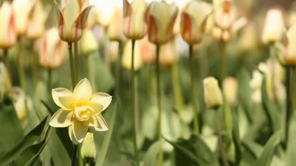 Narcisos e tulipas amarelos — Vídeo de Stock