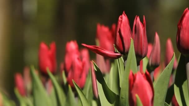 Flores de tulipanes rojos en hierba verde — Vídeos de Stock