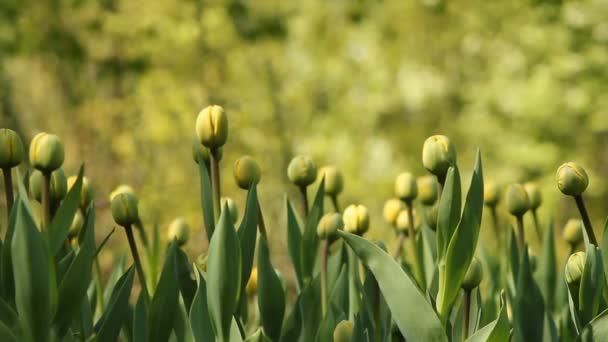 Fleurs printanières dans l'herbe verte — Video