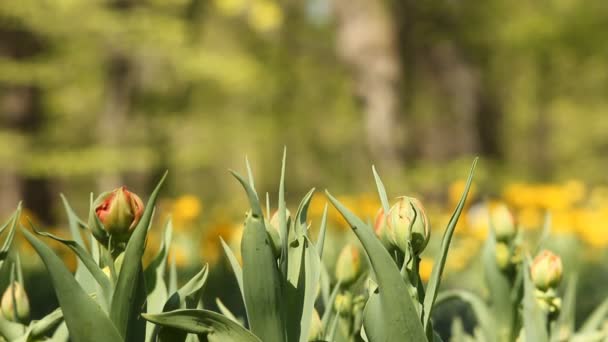 Fleurs printanières dans l'herbe verte — Video