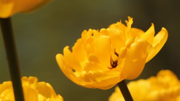 Virág; természet; Blossom — Stock videók