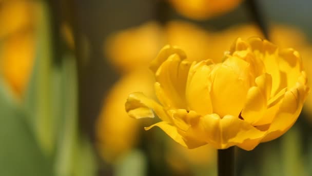 Flores amarelas na grama verde — Vídeo de Stock