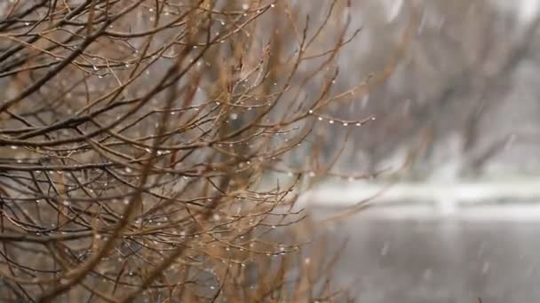 Nieve, nevada, otoño — Vídeos de Stock