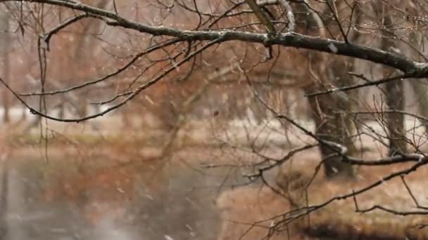 Nieve, nevada, otoño — Vídeos de Stock