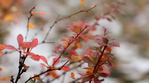 秋天，雪和雨，布什公园 — 图库视频影像