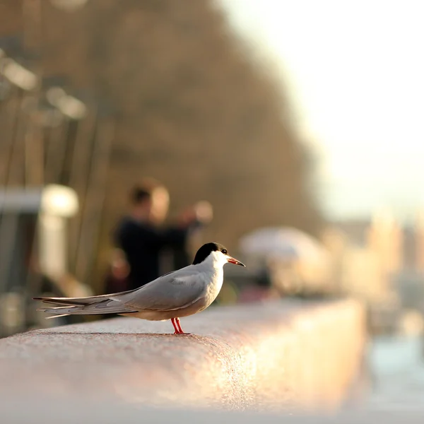 Bird, Common Tern, river gull — Stock Photo, Image