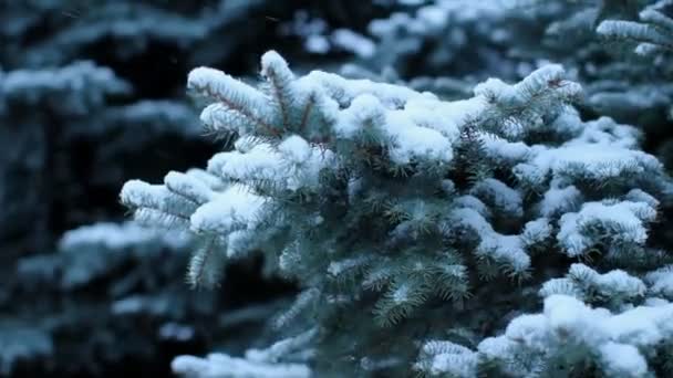 Neve, inverno, pinho — Vídeo de Stock