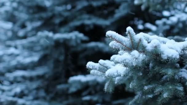 Śnieg, zima, Sosna — Wideo stockowe