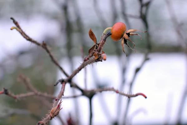 Podzim, berry, pozadí — Stock fotografie