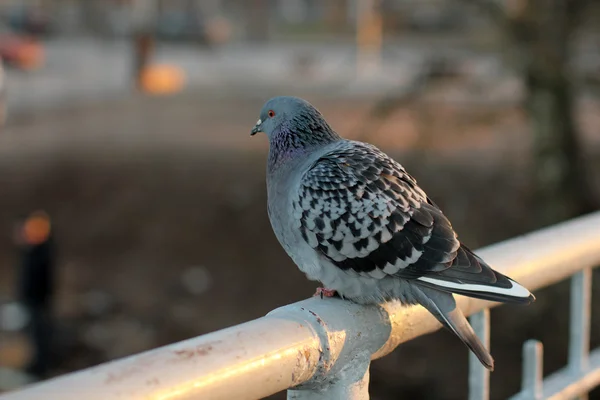 Güvercinler, kuş, kanatları