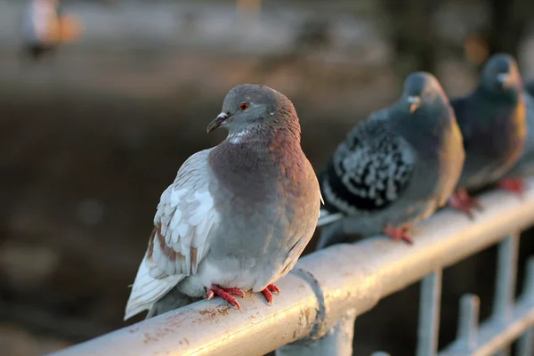 Doves, bird, wings — Stock Photo, Image