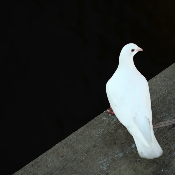 Pomba, pássaro, contraste — Fotografia de Stock