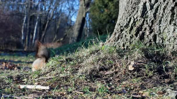 Squirrel in the autumn forest. — Stock Video