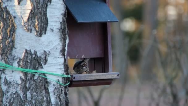 Uccelli, parco, primavera, natura — Video Stock