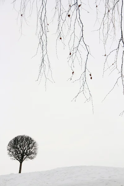 lonely small tree in snow
