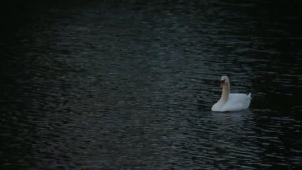 Schwan auf dem See. schwarzes Wasser. — Stockvideo