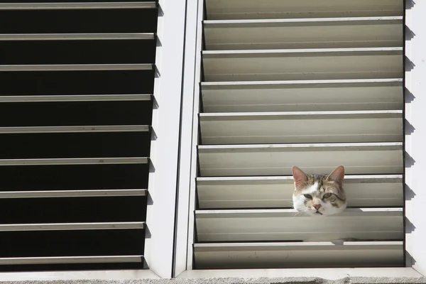 Curiosidade de gato. Gato na janela. — Fotografia de Stock