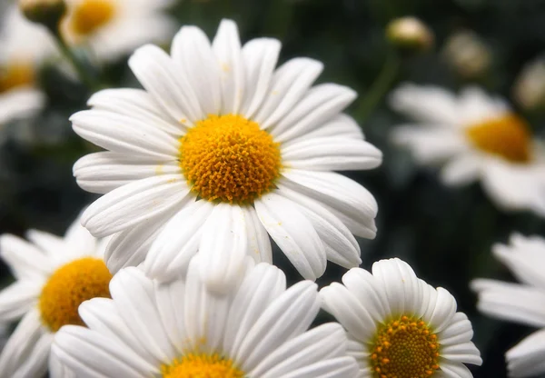 Flower. Close up of a single white daisy — Stock Photo, Image