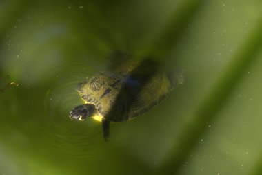 Hayvan. Yüzme kaplumbağa