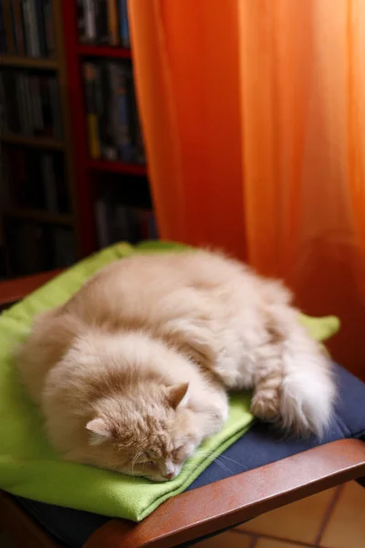 Mascotas y animales. Siesta para un gato macho siberiano — Foto de Stock