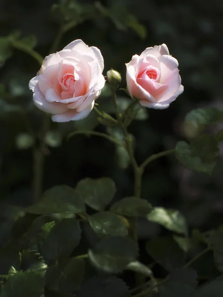 Duas rosas cor de rosa no jardim — Fotografia de Stock