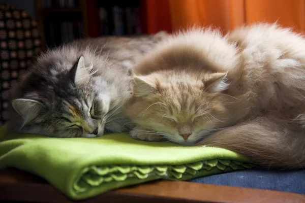 Mascotas y animales. Siesta para dos gatos siberianos . Fotos de stock libres de derechos