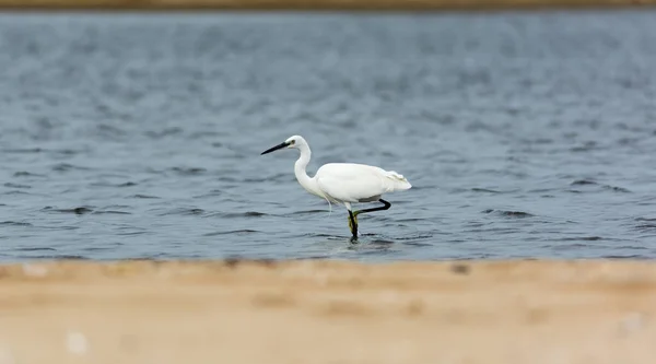 Little Egret Praia Chennai — Fotografia de Stock