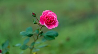 Gül bahçesinde güzel bir pembe gül.