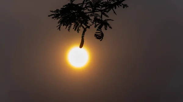 Soleil Avec Dichrostachys Cinerea Fleur Dans Village — Photo