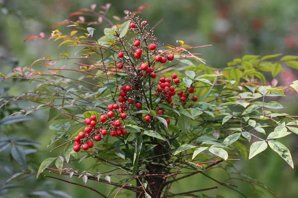 A beautiful shrub of Nandina domestica ( heavenly bamboo, sacred bamboo) with red berries in the garden.