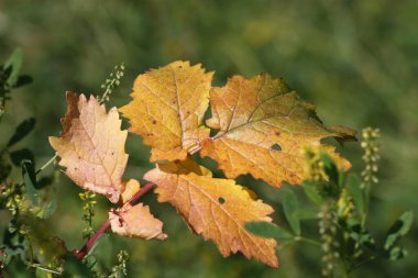 Pürüzsüz bir arkaplanda sarı yaprak