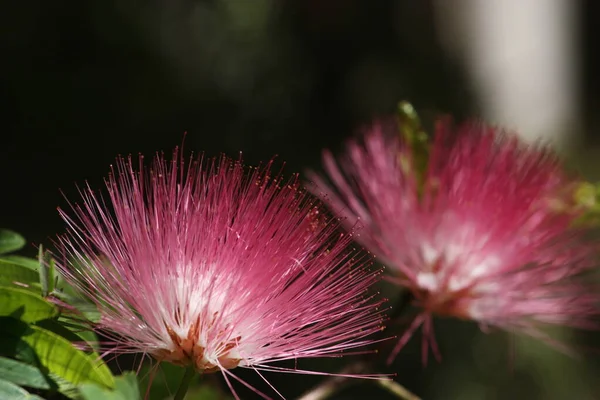 Calliandra Surinamensis Surinam Powder Puff Pink Powder Puff Surinamese Stickpea — Stock Fotó